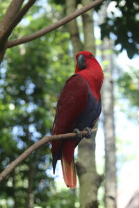 Low angle view of parrot perching on tree