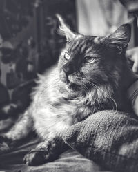 Close-up of a cat resting