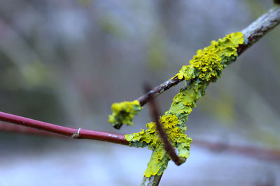 Close-up of yellow flowering plant on branch