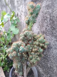 High angle view of succulent plant growing on wall