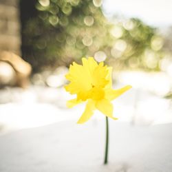 Close-up of yellow flower