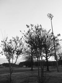 Bare trees on field against clear sky