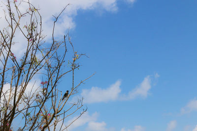 Low angle view of tree against sky