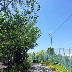 Footpath leading towards trees against blue sky