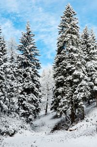 Trees in forest during winter