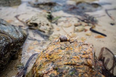 Close-up of lizard on rock