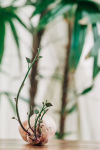 Close-up of plant on table