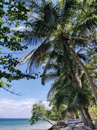 Palm trees by sea against sky