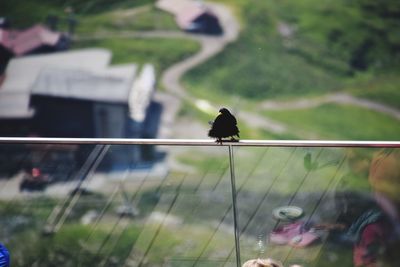 Bird perching on a window