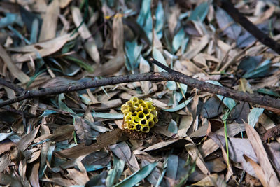 High angle view of yellow flowering plant
