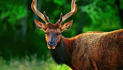 Portrait of deer