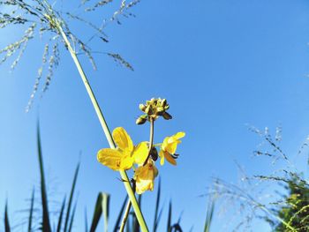 Low angle view of yellow flowering plant against clear blue sky