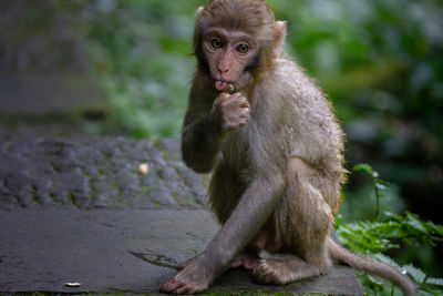 Portrait of monkey sitting outdoors