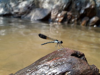 Close-up of dragonfly on rock