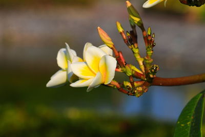 Close-up of yellow flowering plant