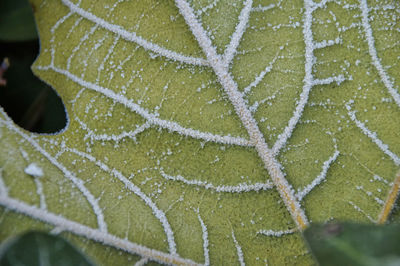 Close-up of frosted green leaf