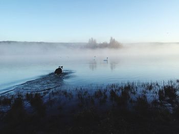 Rear view of australian shepherd in lake against sky during foggy weather