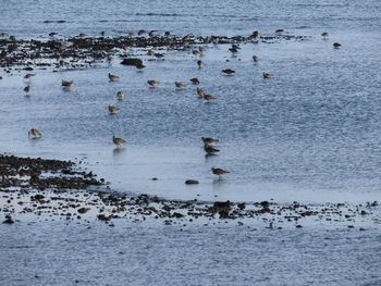Flock of birds swimming in sea