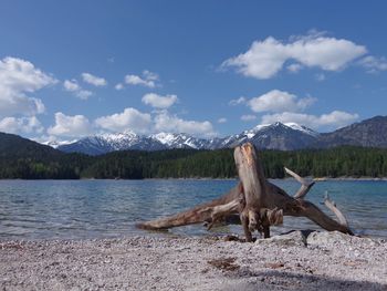 Driftwood by lake against sky