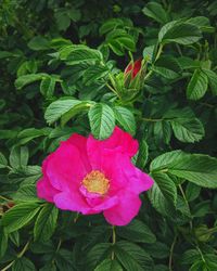 Close-up of pink rose flower