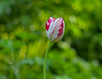 Close-up of pink flower