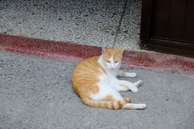 High angle portrait of cat lying on floor