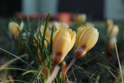 plant