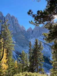 Scenic view of pine trees and mountains against blue sky