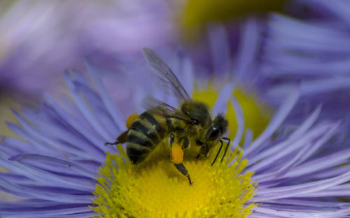 Close-up of honey bee on purple flower