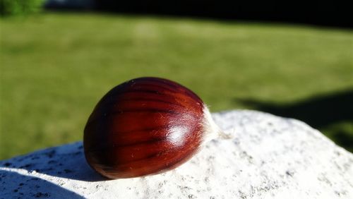 Close-up of snail