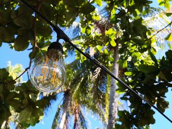 Low angle view of light bulb hanging on tree