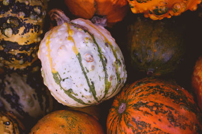 Close-up of pumpkins