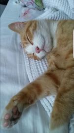 Cat sleeping on bed