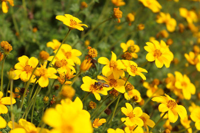 Close-up of yellow flowering plants on field