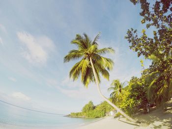 Low angle view of palm tree by sea against sky