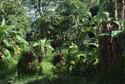 View of flowering plants in garden