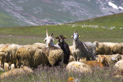 Sheep and goats in the valley. domestic animal life. farm in mountains. large group of sheep.