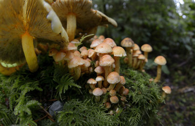 Close-up of mushrooms growing on tree