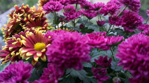 Close-up of pink daisy flowers