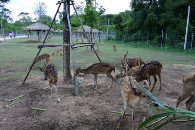 View of deer on field