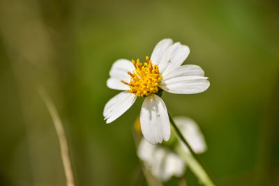 Close-up of white flower blooming outdoors