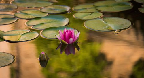 Close-up of lotus water lily in pond