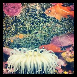 Close-up of fish underwater