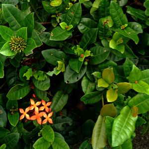High angle view of flowering plant