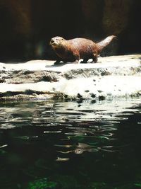 View of turtle in lake