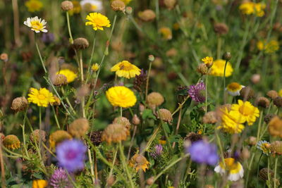 Close-up of yellow flowering plants on field