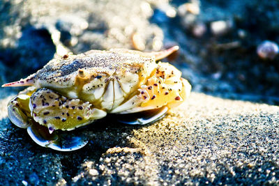 Close-up of shell on beach