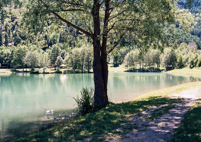 Trees by lake against sky