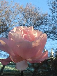 Close-up of fresh flower against sky