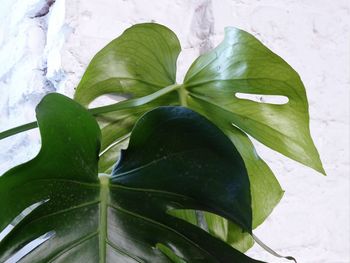 High angle view of green leaves on plant
